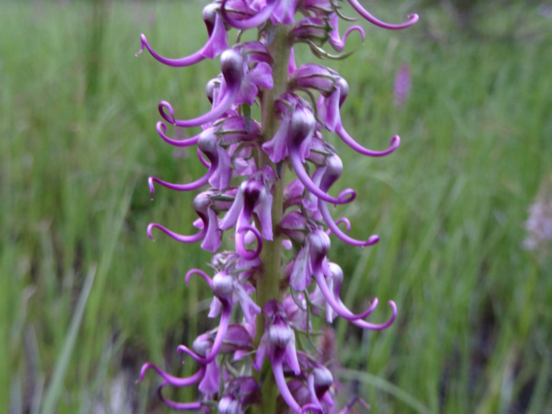 Elephant Head Wild Flower (Rocky Mountain National Park)