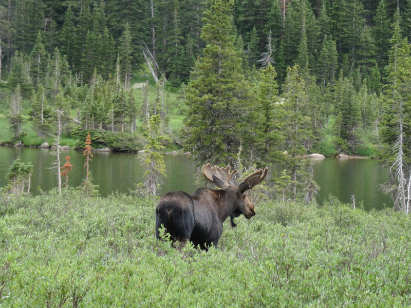 Moose in the Wild (Grand Lake, Colorado)